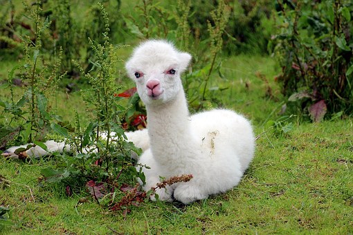 alpaca-1531980__340