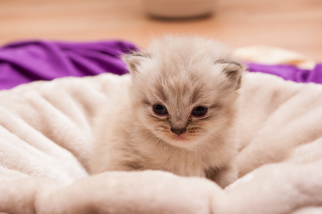 animal-children-803123_1280