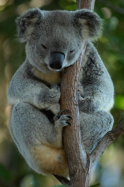 australia-699228_640pd