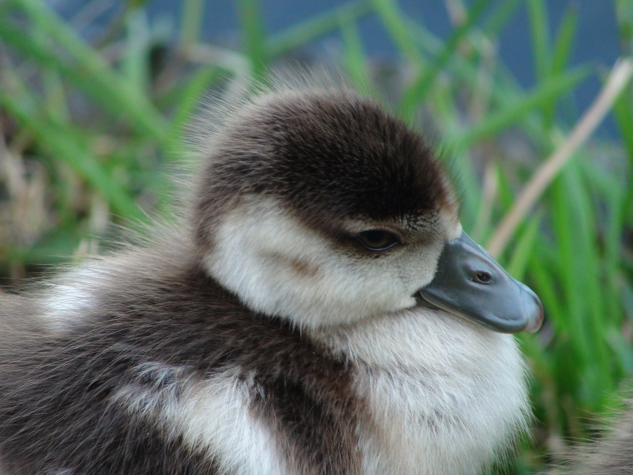 baby-duck-574920_1280