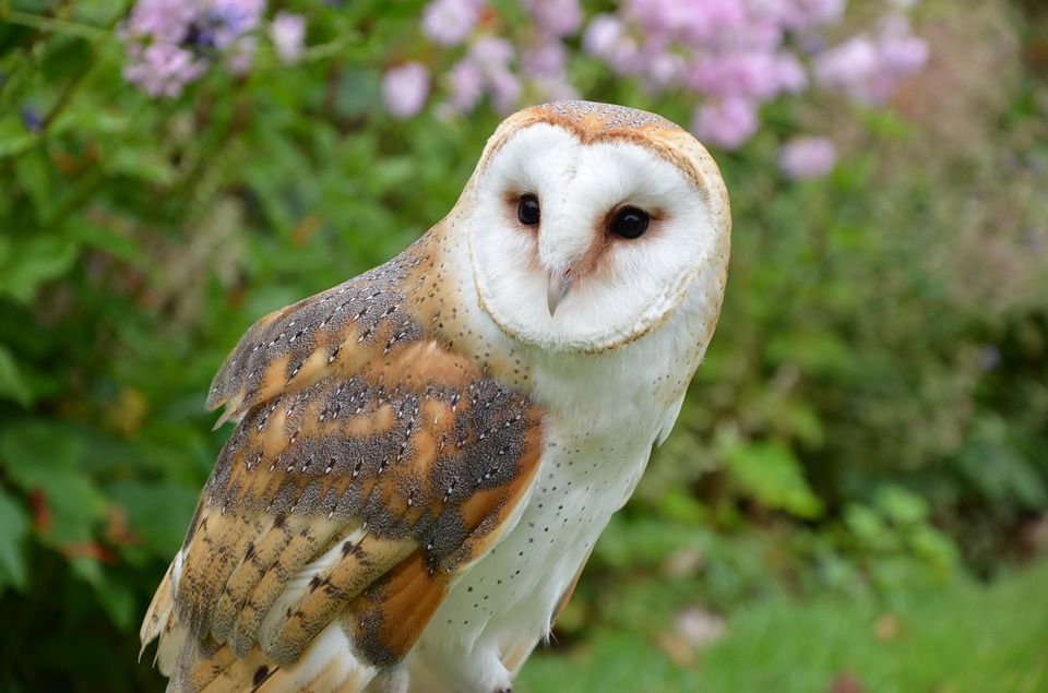 barn-owl-1208035_960_720