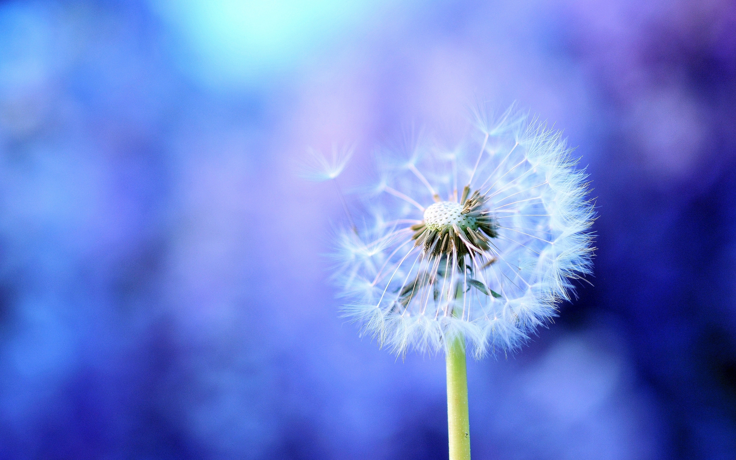 blowing-dandelion-tumblr-wallpaper-1