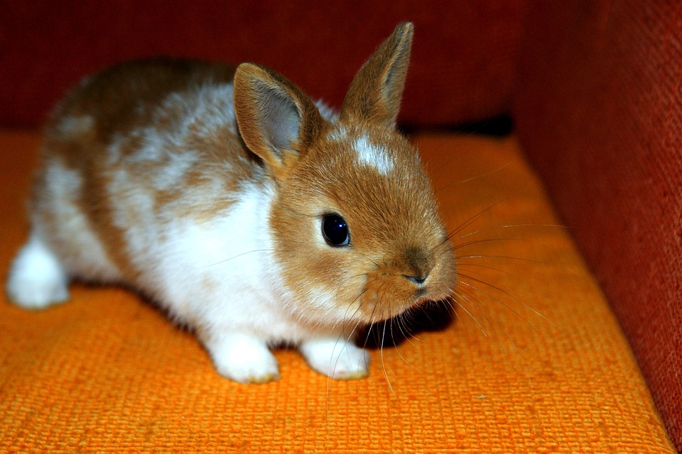 bunny-1567479_960_720