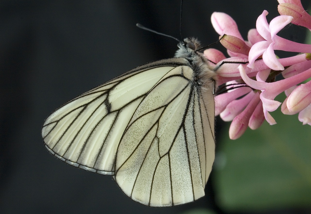butterfly-1716535_1280