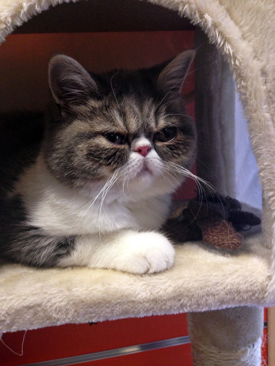 cat-1599158_1280