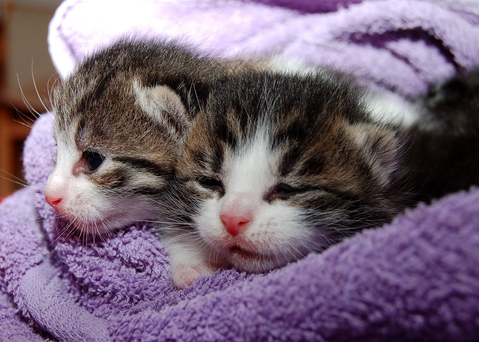 cat-205757_960_720