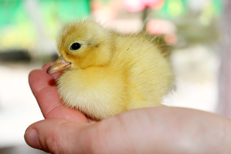 chick-1202577_960_720