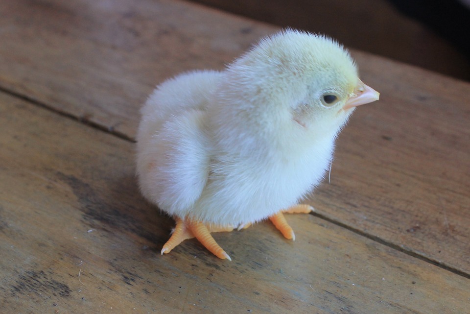 chick-946790_960_720