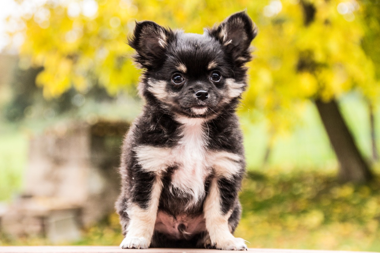 chihuahua-1031827_1280