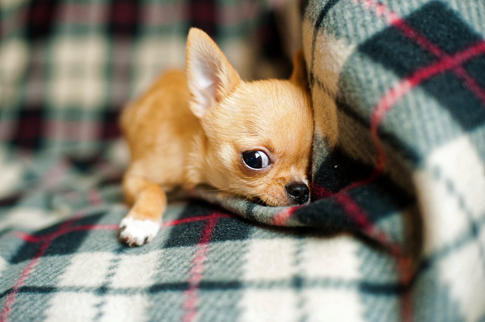 chihuahua-puppy-958203_960_720