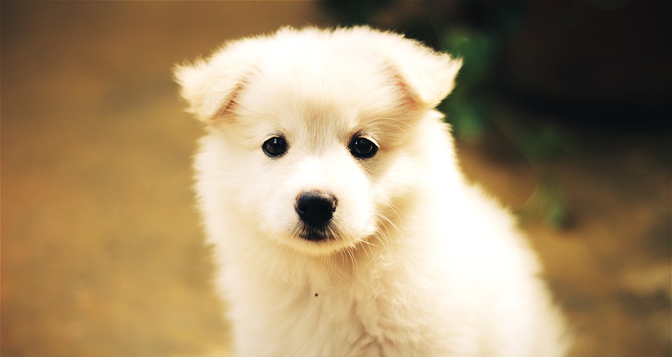 dog-1443465_960_720