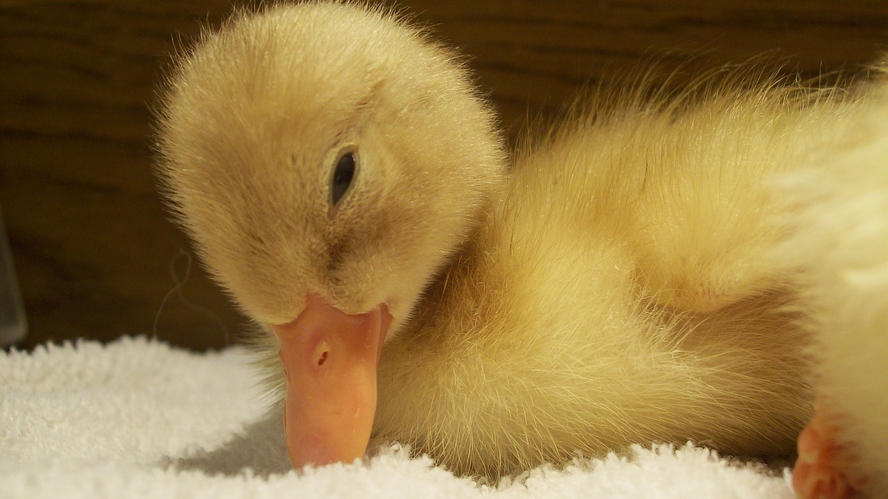 duck-717257_1280