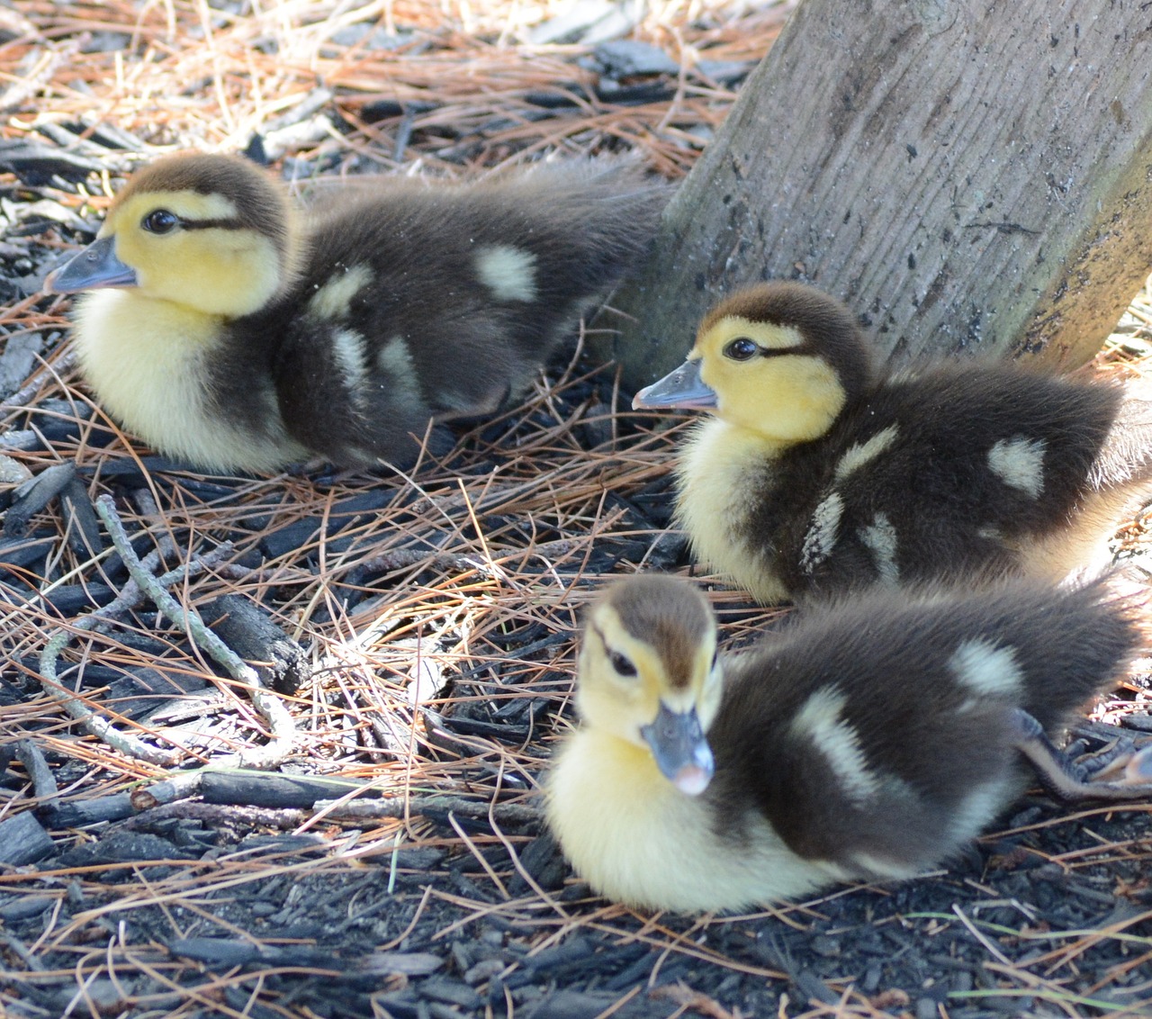 ducks-1211676_1280