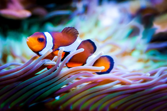 fish-959636_640pd