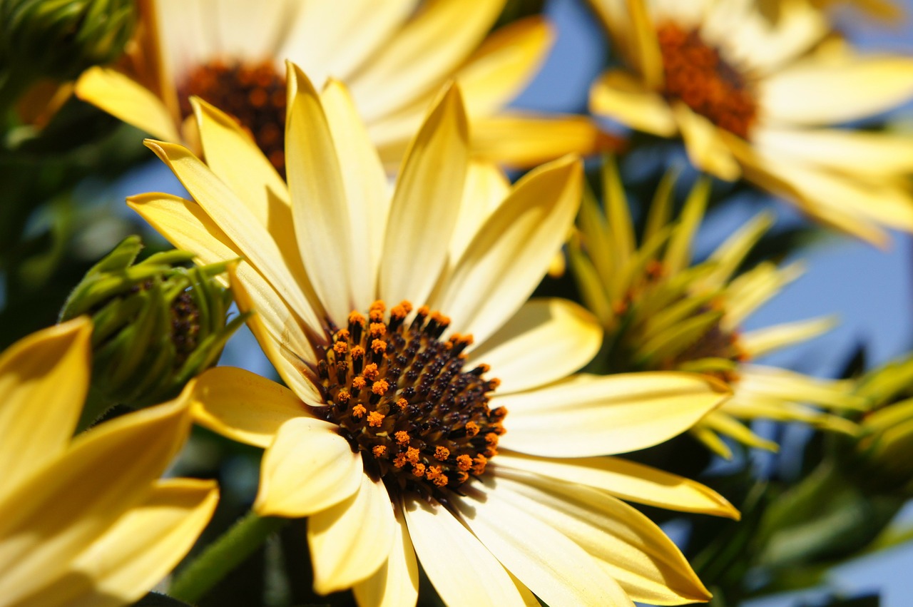 flower-108685_1280