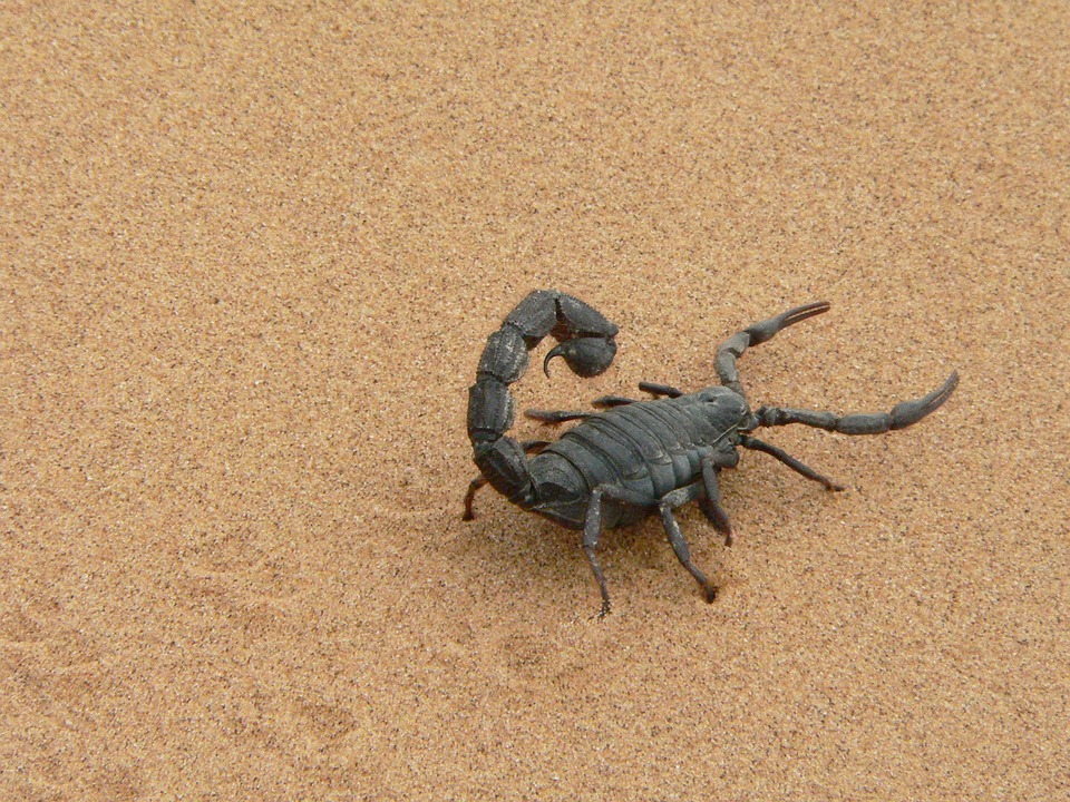 giant-scorpion-1076314_960_720