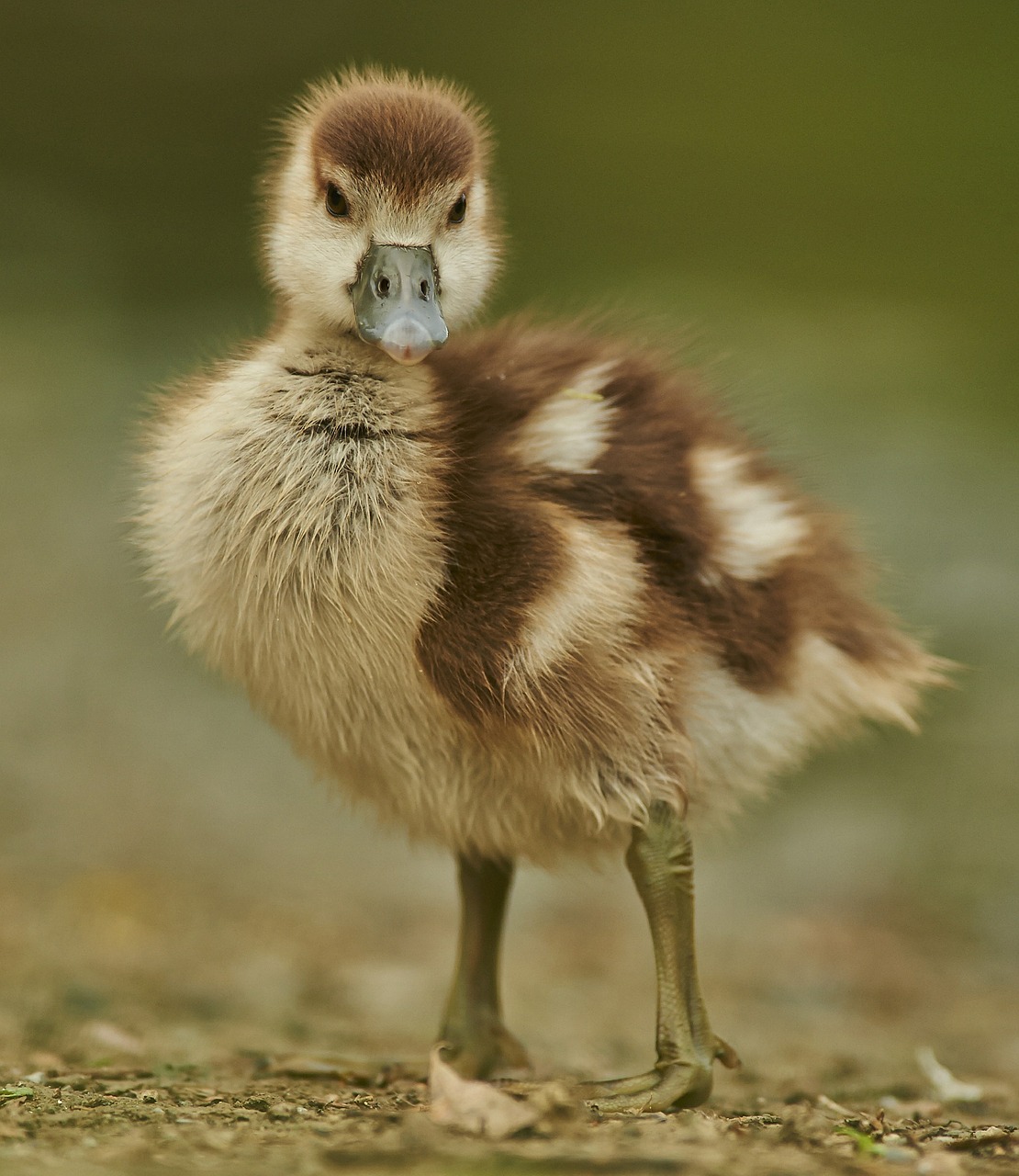 goose-379393_1280