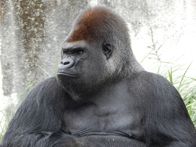 gorillapd