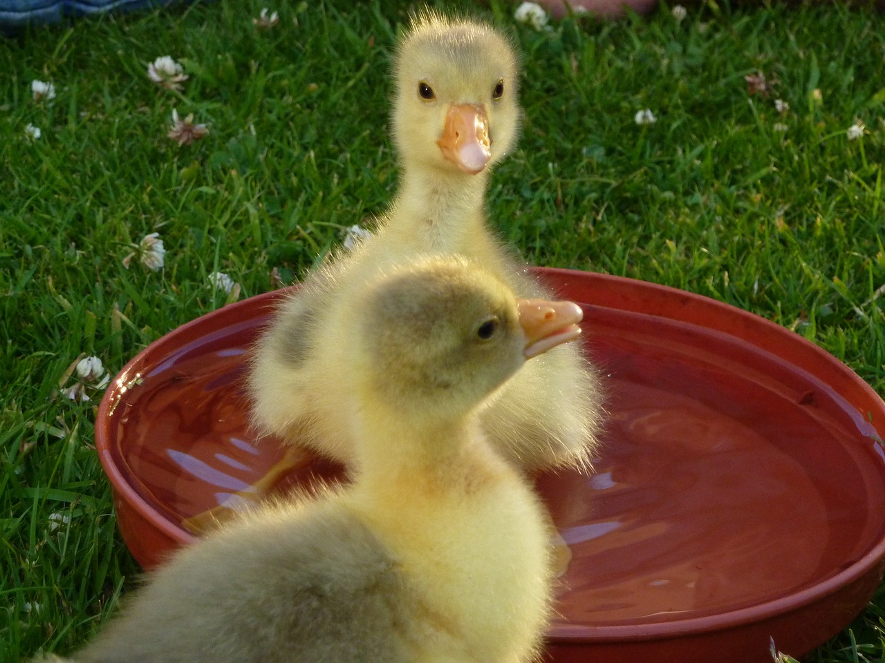 goslings-583085_1280