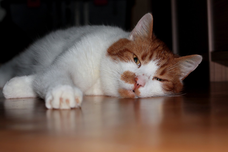 hangover-323035_960_720