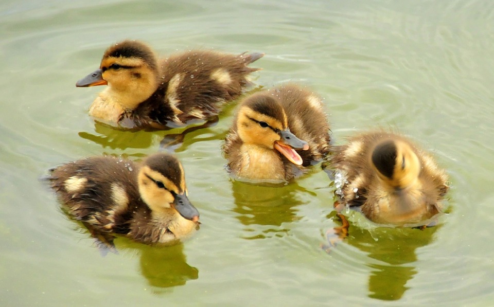 mallard-ducklings-938666_960_720