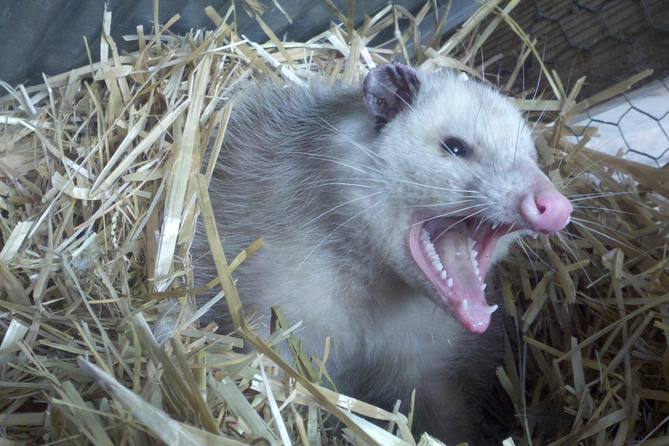 opossum-309264_960_720