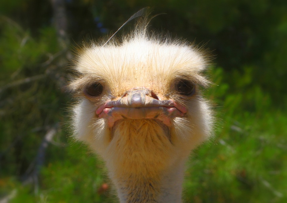 ostrich-992753_960_720