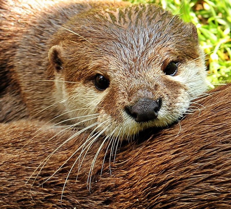 otter-1438378_960_720