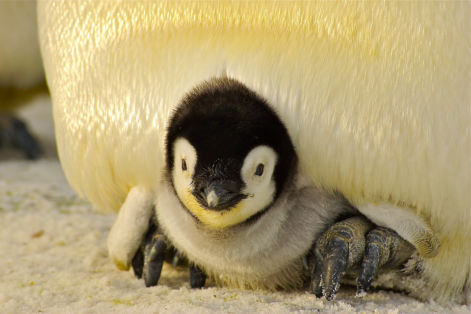 penguin-429125_960_720