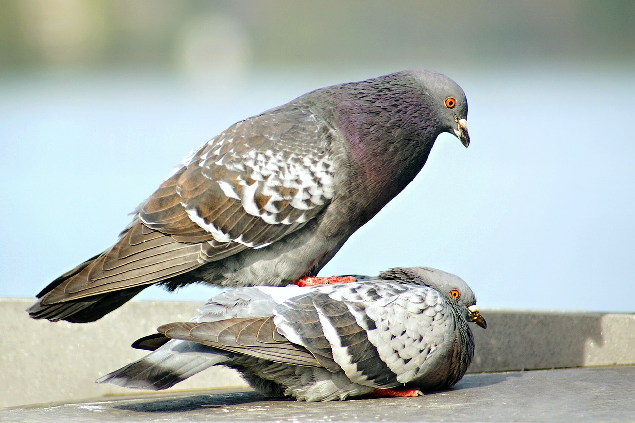 pigeons-226527_1280