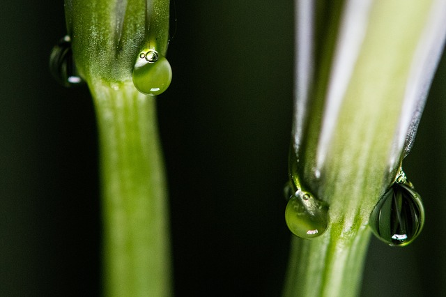 plants-906447_640pd