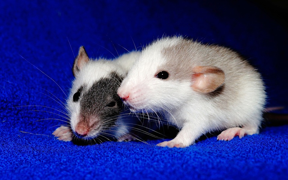 rat-1031859_960_720