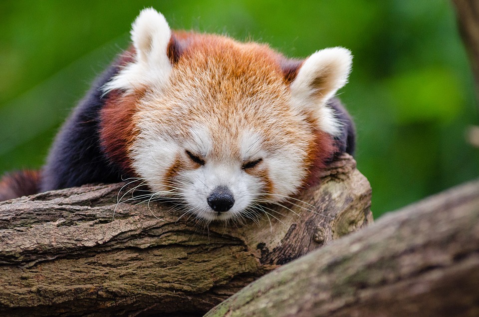 red-panda-1194504_960_720