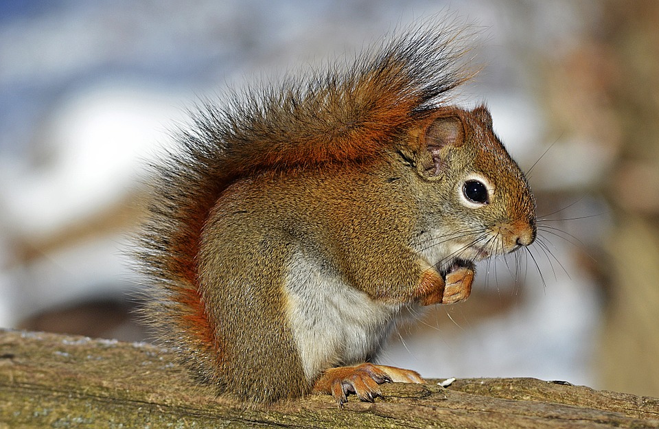 red-squirrel-570936_960_720