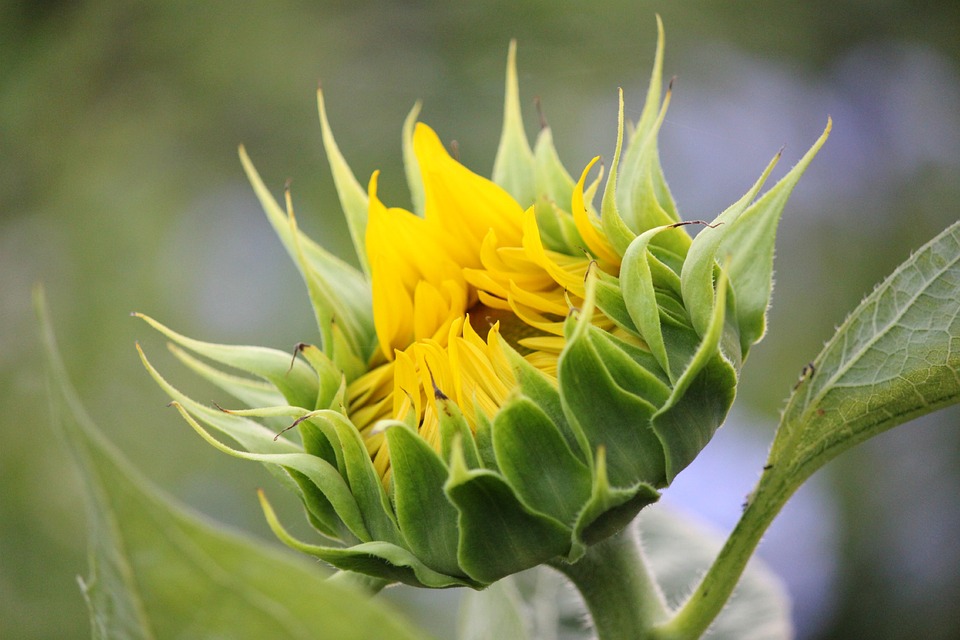 sunflower-433994_960_720