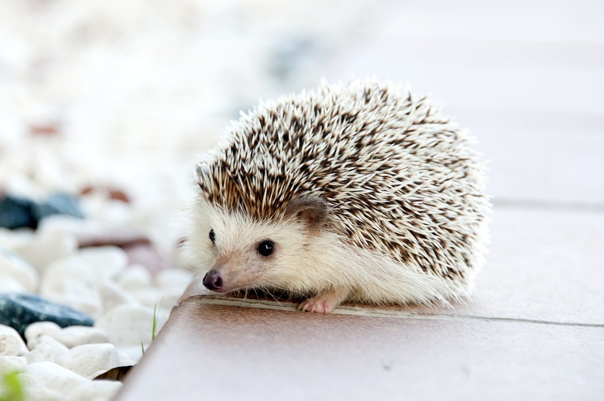 These 12 adorable baby animals are very worried about the US Census and you should be too