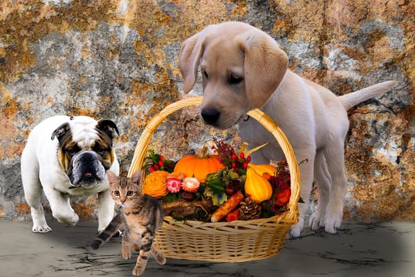 7 reasons I'm grateful for the nonprofit sector