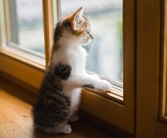 What the heck is the Overton Window, and how can we use it to advance progressive goals?