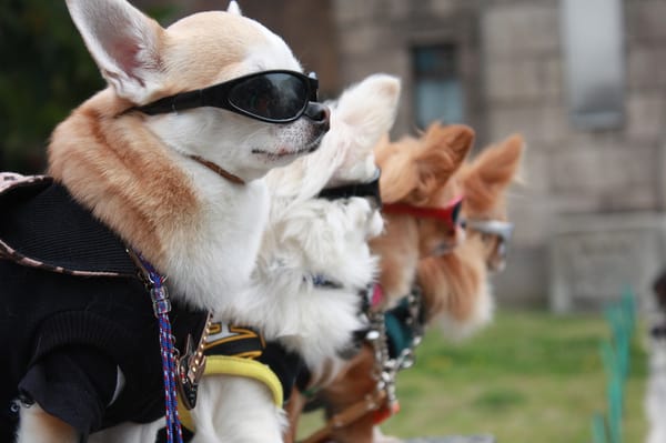GrantAdvisor.org, a site for reviewing foundations, and why all the cool people are using it