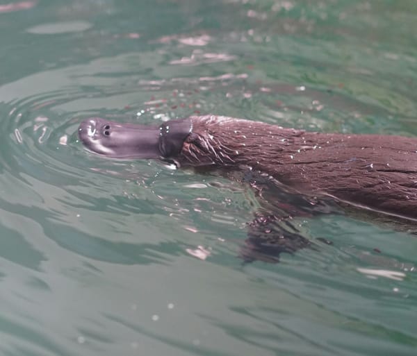 Nonprofits, time to be less like a unicorn and more like a platypus